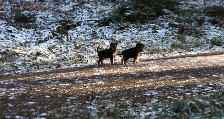 Two young Welsh Terrier gundog hunting dog puppys are posing in the winter forest with snow and ice.