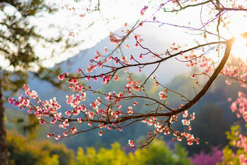 Cherry blossom season on Doi Ang Khang, Chiang Mai, Thailand