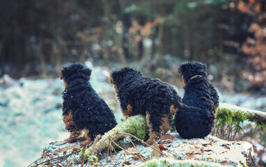 Fototapete bei efototapeten.de bestellen   