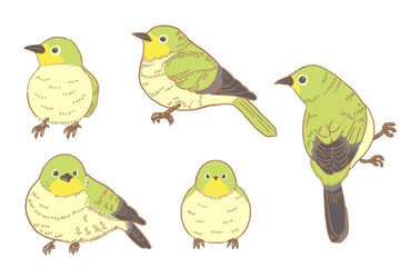 メジロのイラスト素材