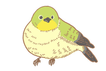 メジロのイラスト素材