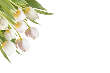White tulips arrangement isolated on transparent background.
