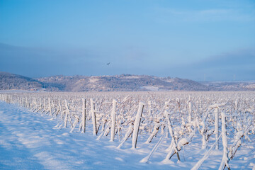 verschneiter weinberg