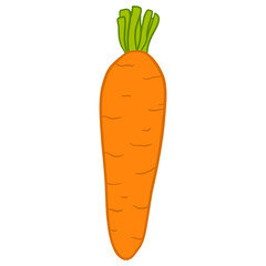 Baby Carrot Hand Drawn