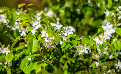 Fototapeta na wymiar White veigela blooming in the botanical garden