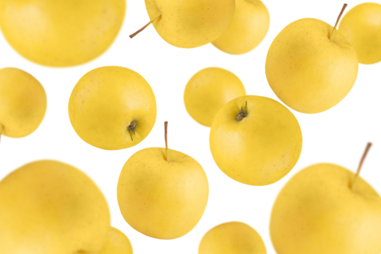Levitation of golden ripe apples isolated on transparent background.