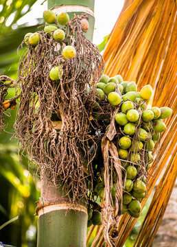 Closeup shot of Betalnut palm or betal nut bunch on it's tree.