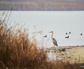 Large grey heron
