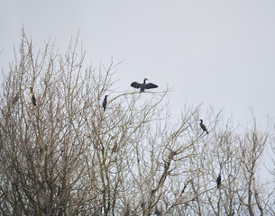 Cormorants perched in a tree