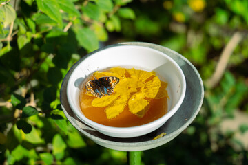 Feeding common buckeye butterfly with wild flower honey