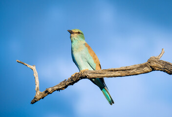 European Roller