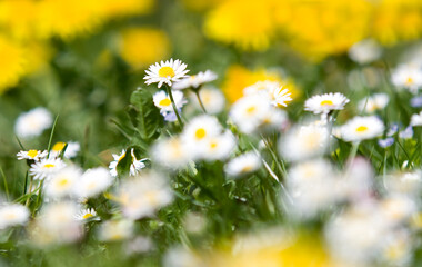 Meadow with lots of white spring daisy flowers and yellow dandelions in sunny day