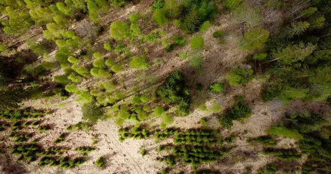 Aerial top down view of reforestation pine tree forest with young saplings and older trees. Young forest early spring view. Plot of land used for reforestation with lines of small pine trees. Spring