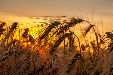 ripe ears of barley against the backdrop of the setting sun. ingathering. High quality photo