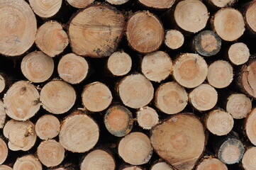 Tree trunk logs with bark in a forest after forest felling or tree clearing in winter in Europe
