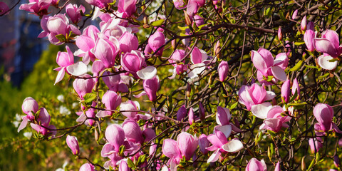 lush blossom of purple magnolia. warm april weather