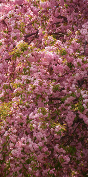 lush blossom of sakura branches. spring garden background