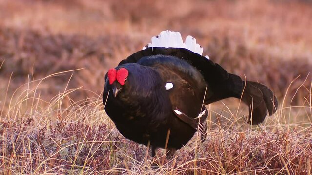 Lekking Black grouse at sunrise. Black grouse Close up Portrait. Close up portrait. Black grouse Tetrao tetrix. Lyrurus tetrix early in the morning. Spring mating season in the nature. European nature