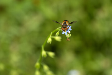 Breitflügelige Raupenfliege (Ectophasia crassipennis)