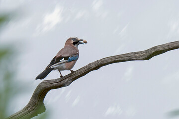 Eichelhäher (Garrulus glandarius)