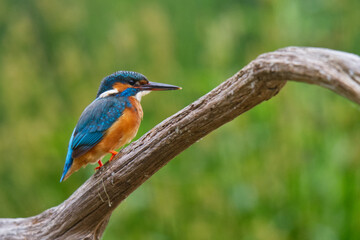 Eisvogel (Alcedo atthis)