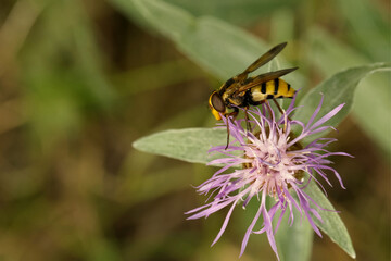 Gebänderte Waldschwebfliege (Volucella inanis)