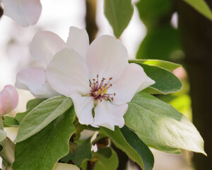 apple blossom closeup. tender flowers in morning light