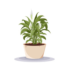 Spathiphyllum. Home plant in the minimalistic pot. Home decor and gardening concept. Cute isolated vector illustration for product design and decoration