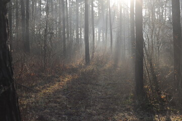 Obraz premium Morning in the forest with fog, sun rays and sunbeams through the trees and the branches
