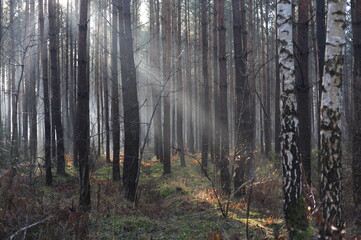 Obraz premium Morning in the forest with fog, sun rays and sunbeams through the trees and the branches