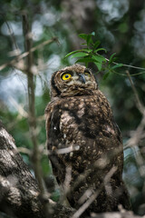 Spotted Eagle Owl