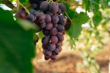 Bunch of black grape growing in the vineyard