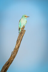 European Roller