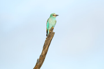 European Roller on the branch