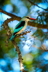 Woodlands Kingfisher