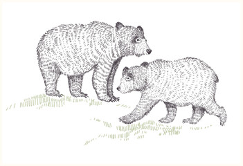 Graphic hand drawn scandinavian style forest illustration. Woodland forest animals bears on white background. Vintage style engraving. Nature art for children's room.