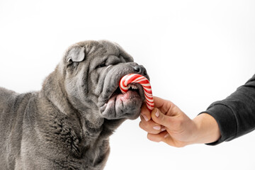 Adorable Shar Pei puppy isolated on the white background. Woman hand giving Christmas candy cane to...