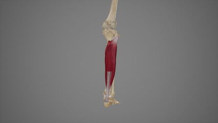 Medical Illustration of Soleus Muscle