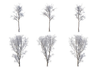 Obraz premium 3D render forests and nature during winter