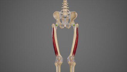 Obraz premium Medical Illustration of Vastus Lateralis Muscle