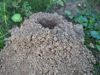 ground nest in the lawn