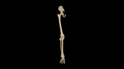 Bones of Right Lower Limb - Anterior View