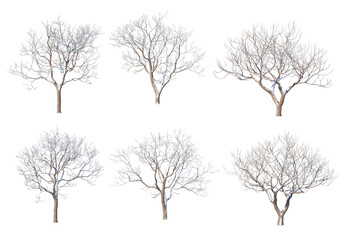 3D render forests and nature during winter