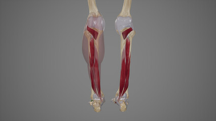 Deep Posterior Muscles of Lower Leg