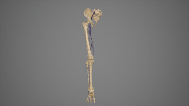 Deep Veins of Lower Limb