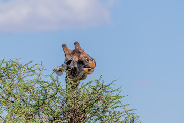 wild giraffe in Serengeti National Park in the heart of Africa