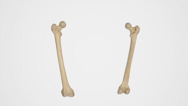 Anterior and Posterior View of Femur (Thigh Bone)