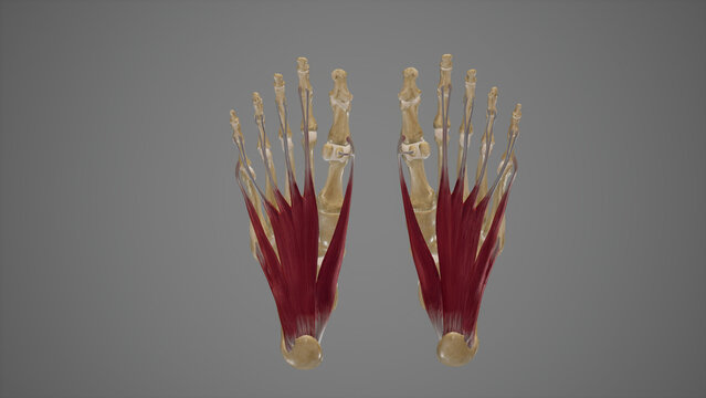 Muscles of Sole of Foot First Layer