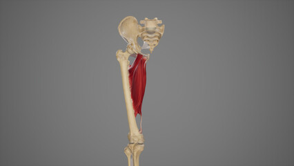 Medical Illustration of Hip Adductor Muscles
