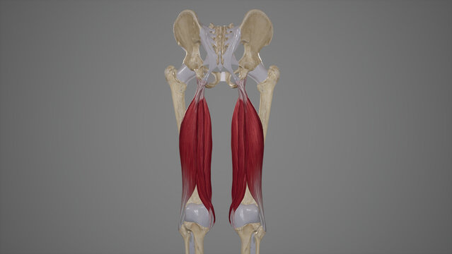 Medical Accurate Illustration of Hamstrings Muscles